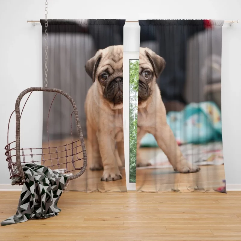 Playful Pug Curtain