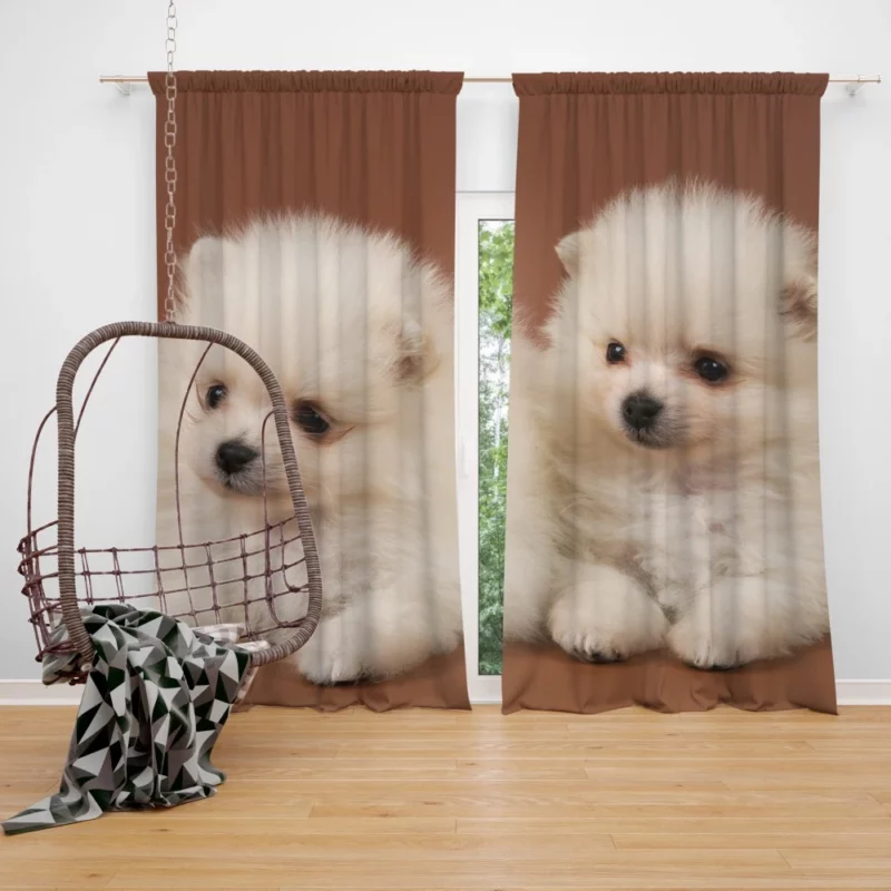 Playful Puppy Pomeranian Joy Curtain