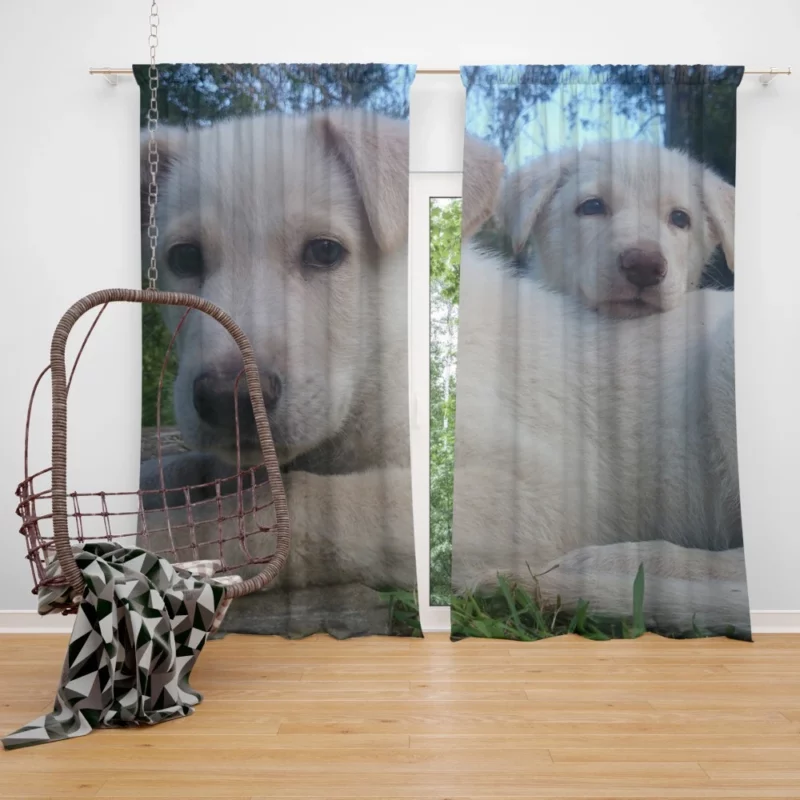 Playful Swiss Shepherd Pups Lively Energy Curtain