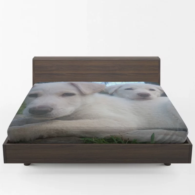 Playful Swiss Shepherd Pups Lively Energy Fitted Sheet