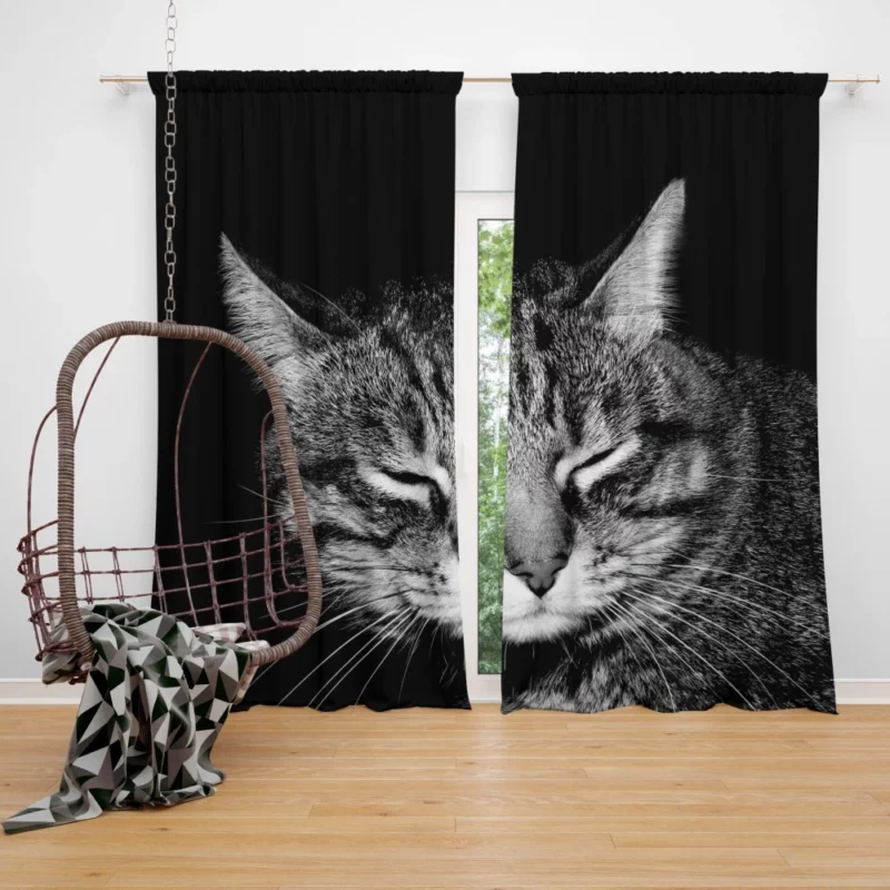 Playful Tabby Feline Joy Unveiled Curtain