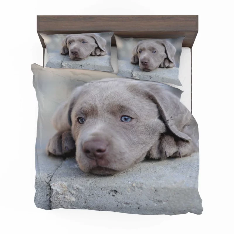 Playful Weimaraner Puppy Furry Joy Bedding Set 1