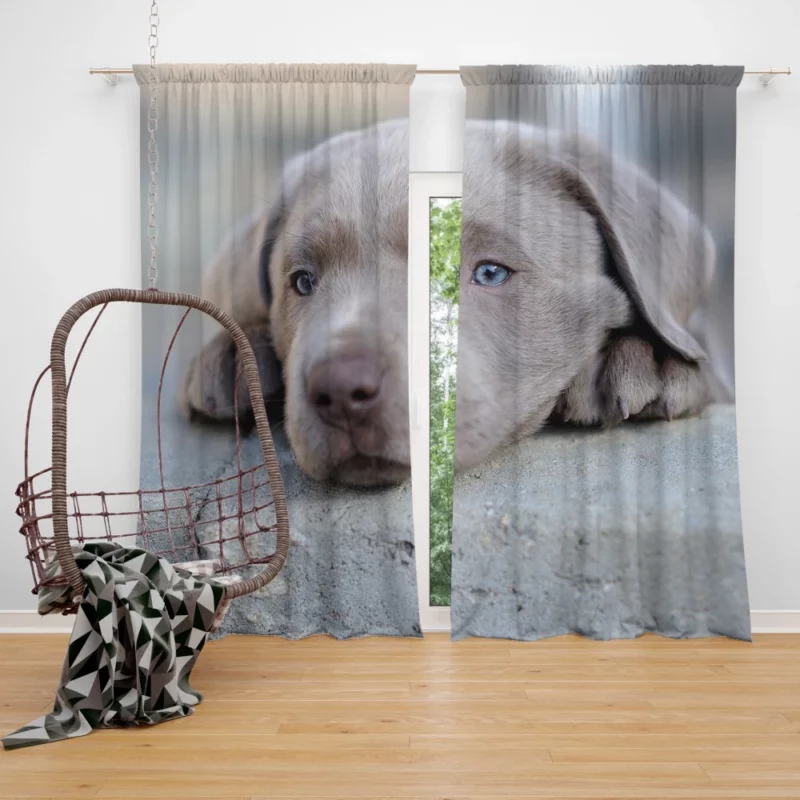 Playful Weimaraner Puppy Furry Joy Curtain