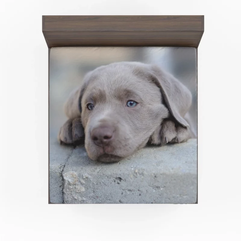 Playful Weimaraner Puppy Furry Joy Fitted Sheet 1