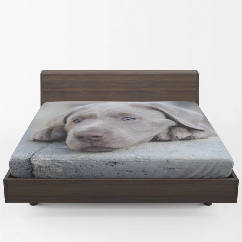 Playful Weimaraner Puppy Furry Joy Fitted Sheet