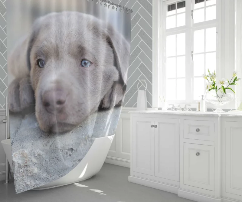 Playful Weimaraner Puppy Furry Joy Shower Curtain 1