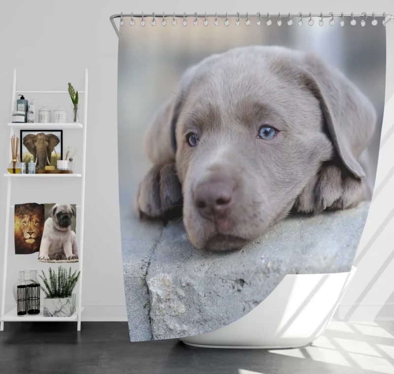 Playful Weimaraner Puppy Furry Joy Shower Curtain