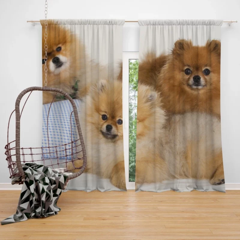 Pomeranian Playful Charm Curtain