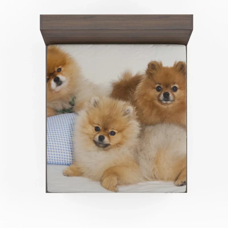 Pomeranian Playful Charm Fitted Sheet 1