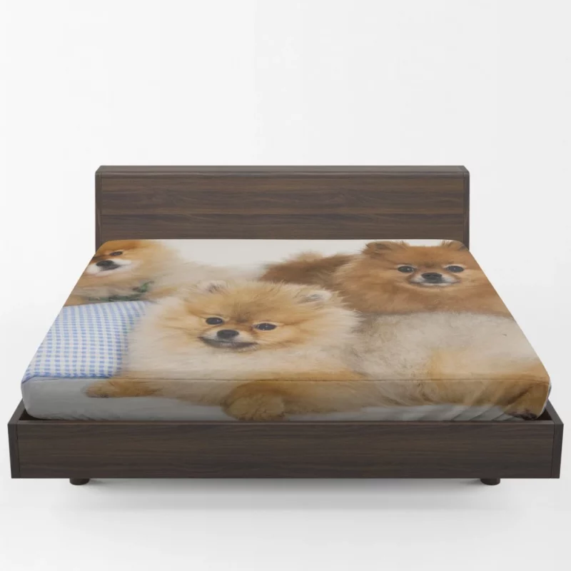 Pomeranian Playful Charm Fitted Sheet