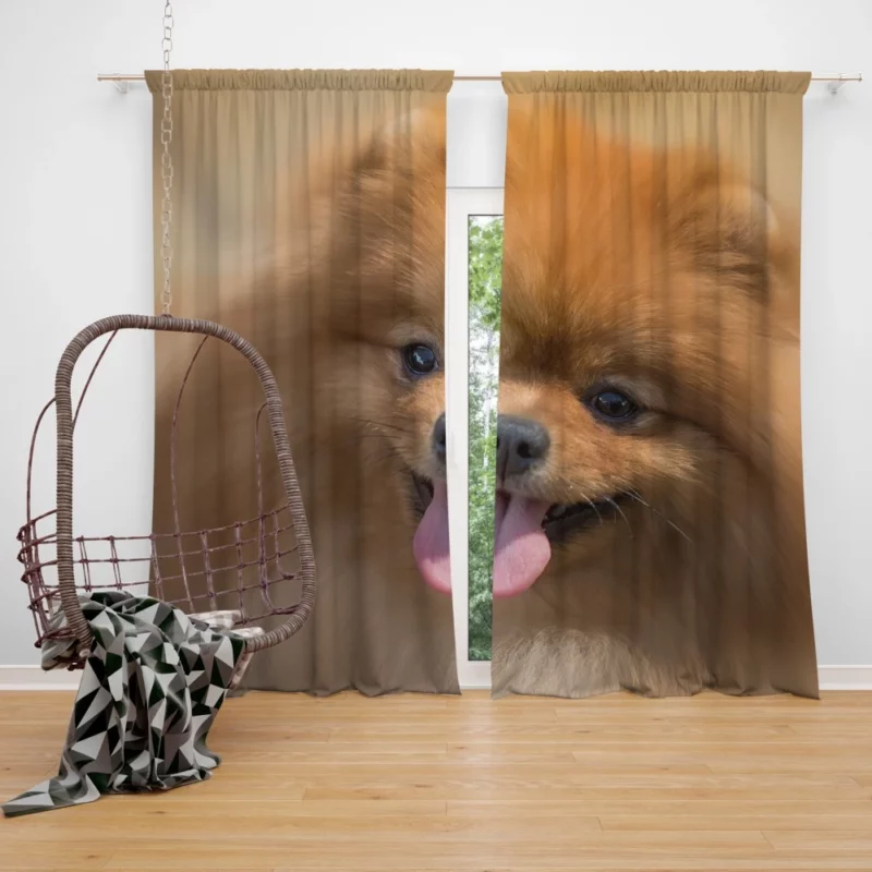 Pomeranian Playful Charm Furry Antics Curtain