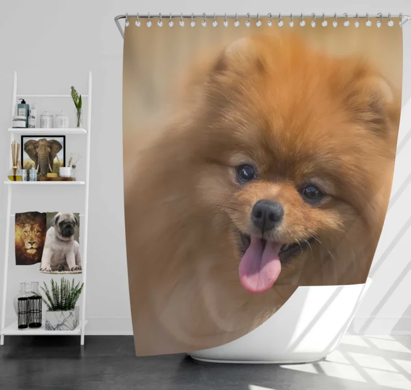 Pomeranian Playful Charm Furry Antics Shower Curtain