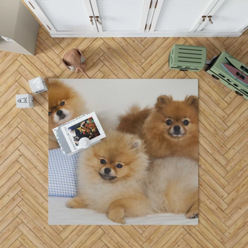 Pomeranian Playful Charm Rug