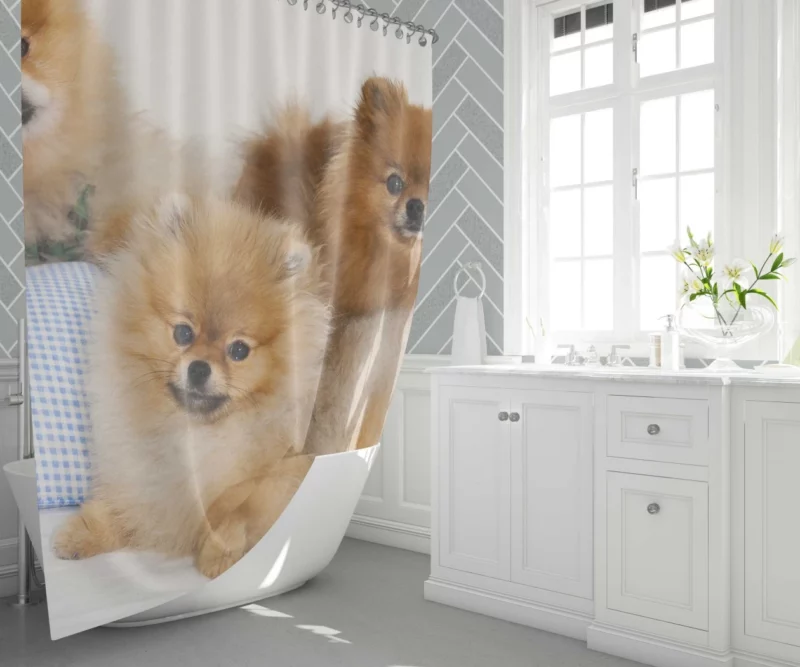 Pomeranian Playful Charm Shower Curtain 1