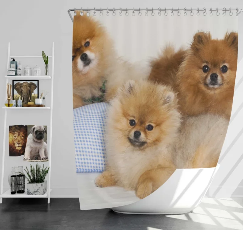 Pomeranian Playful Charm Shower Curtain