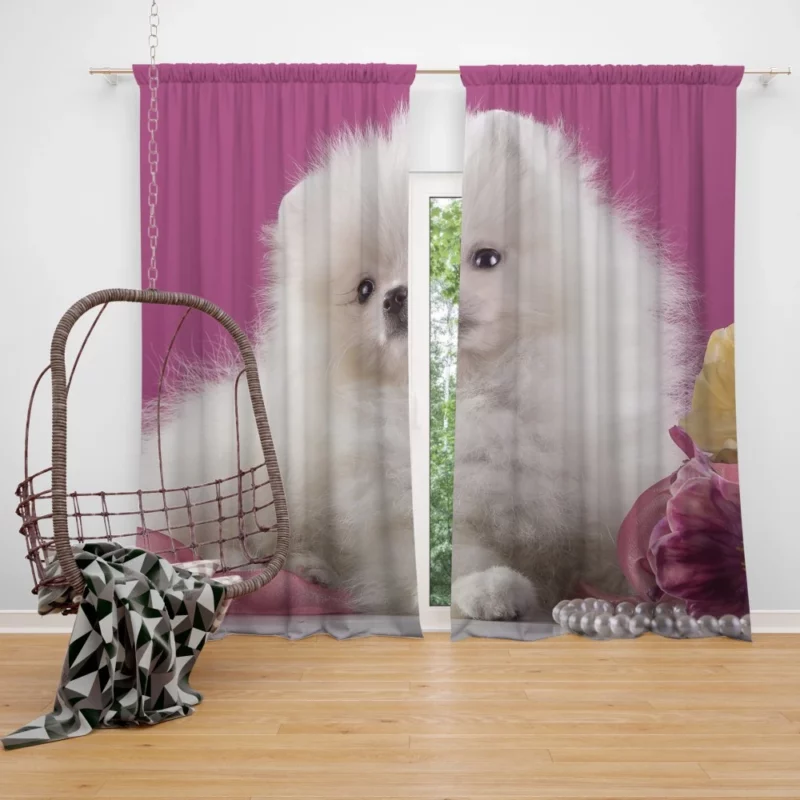 Pomeranian Puppies Pearl Play Furry Innocence Curtain