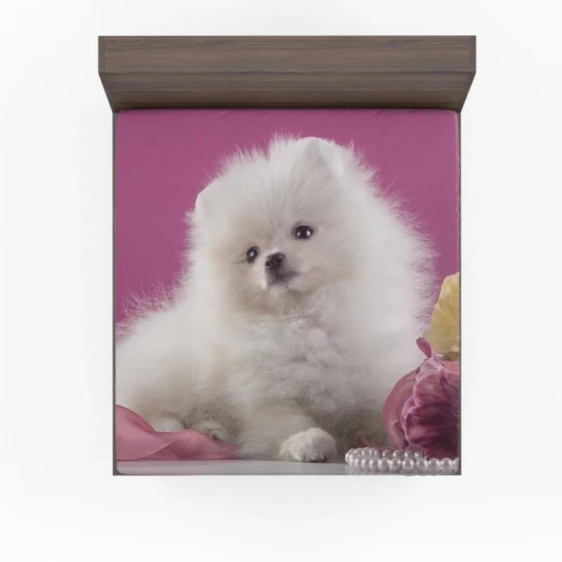 Pomeranian Puppies Pearl Play Furry Innocence Fitted Sheet 1