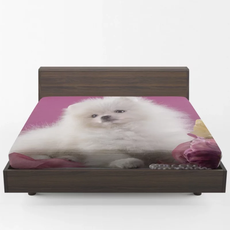 Pomeranian Puppies Pearl Play Furry Innocence Fitted Sheet