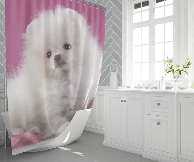 Pomeranian Puppies Pearl Play Furry Innocence Shower Curtain 1