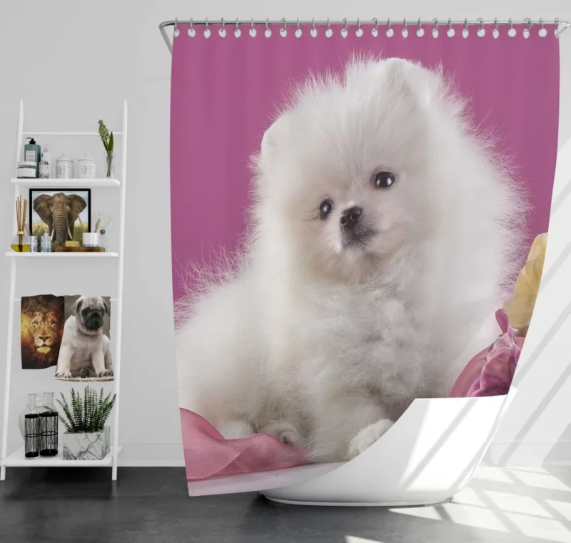 Pomeranian Puppies Pearl Play Furry Innocence Shower Curtain