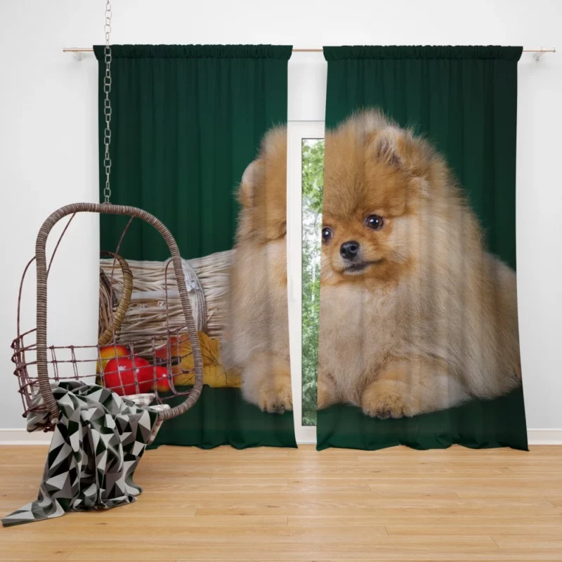 Pomeranian Puppy Fluffy Charm Curtain