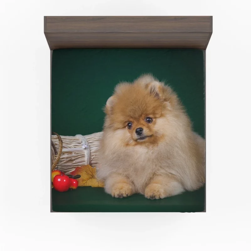 Pomeranian Puppy Fluffy Charm Fitted Sheet 1