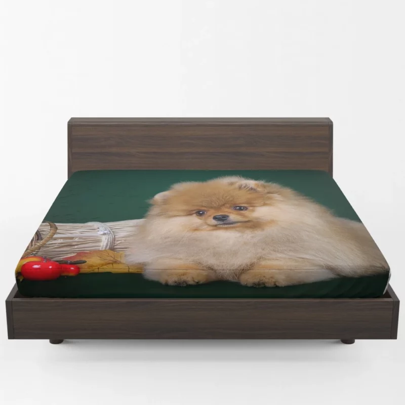 Pomeranian Puppy Fluffy Charm Fitted Sheet