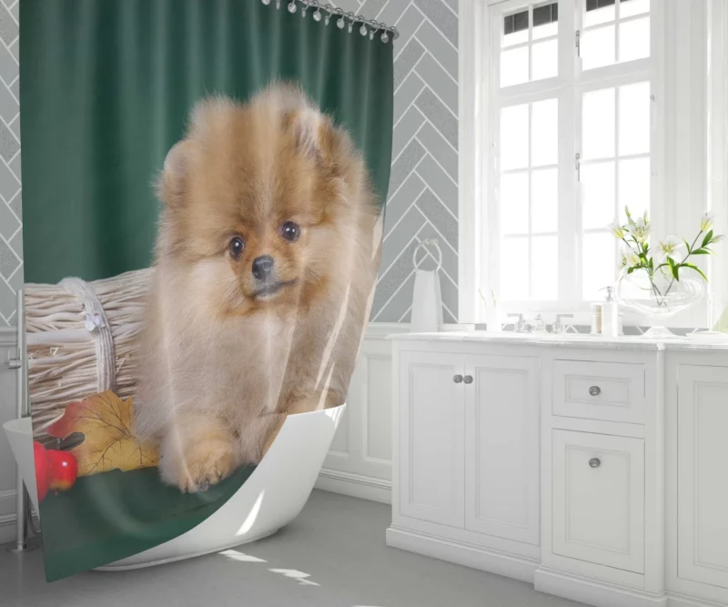 Pomeranian Puppy Fluffy Charm Shower Curtain 1