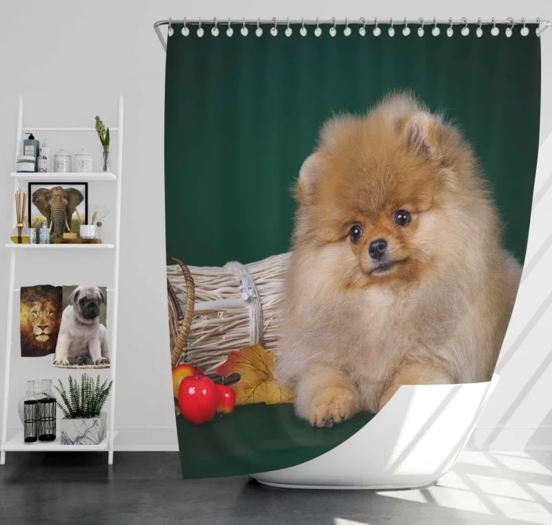 Pomeranian Puppy Fluffy Charm Shower Curtain