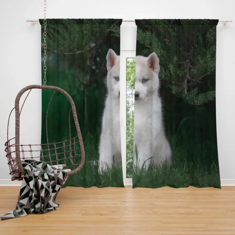 Precious Husky Puppy Playful Glee Curtain