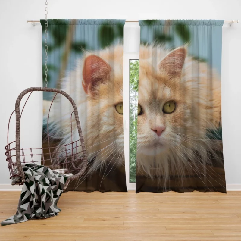 Pretty Cat Captivating Essence Curtain