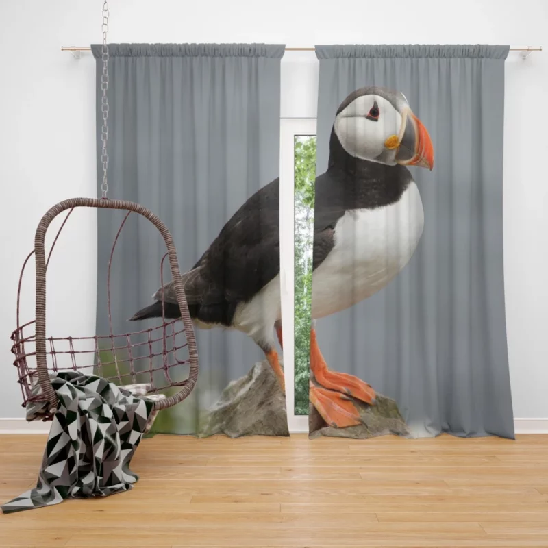 Puffin Icelandic Encounter Coastal Watcher Curtain