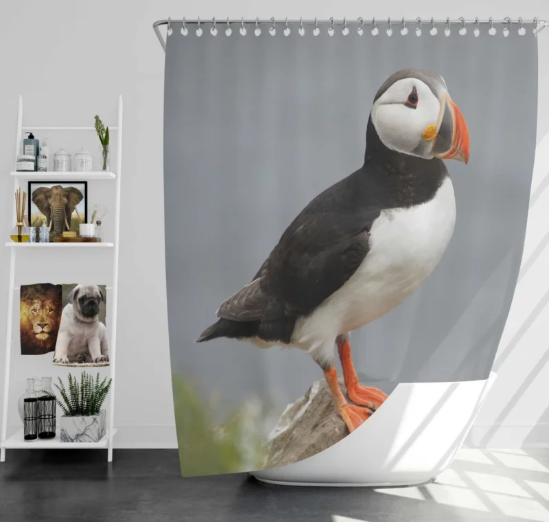 Puffin Icelandic Encounter Coastal Watcher Shower Curtain