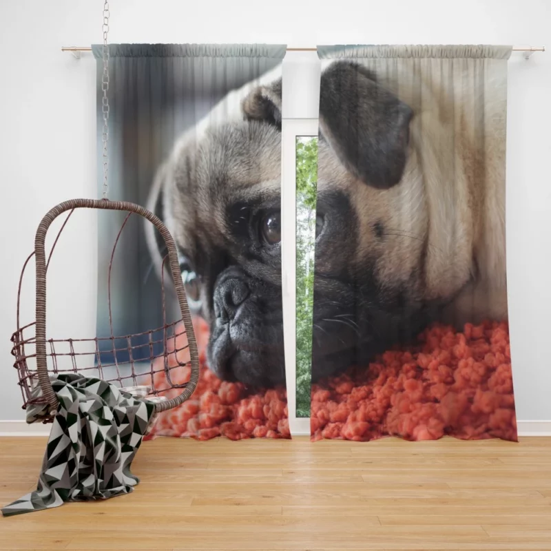 Pug Adorable Muzzle Canine Charm Curtain