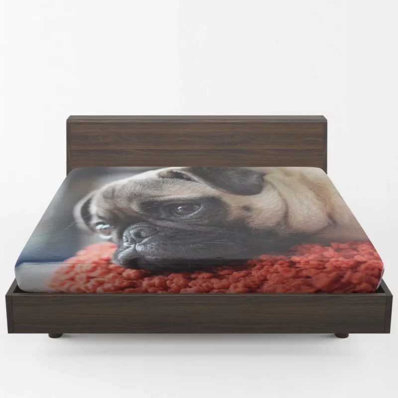 Pug Adorable Muzzle Canine Charm Fitted Sheet