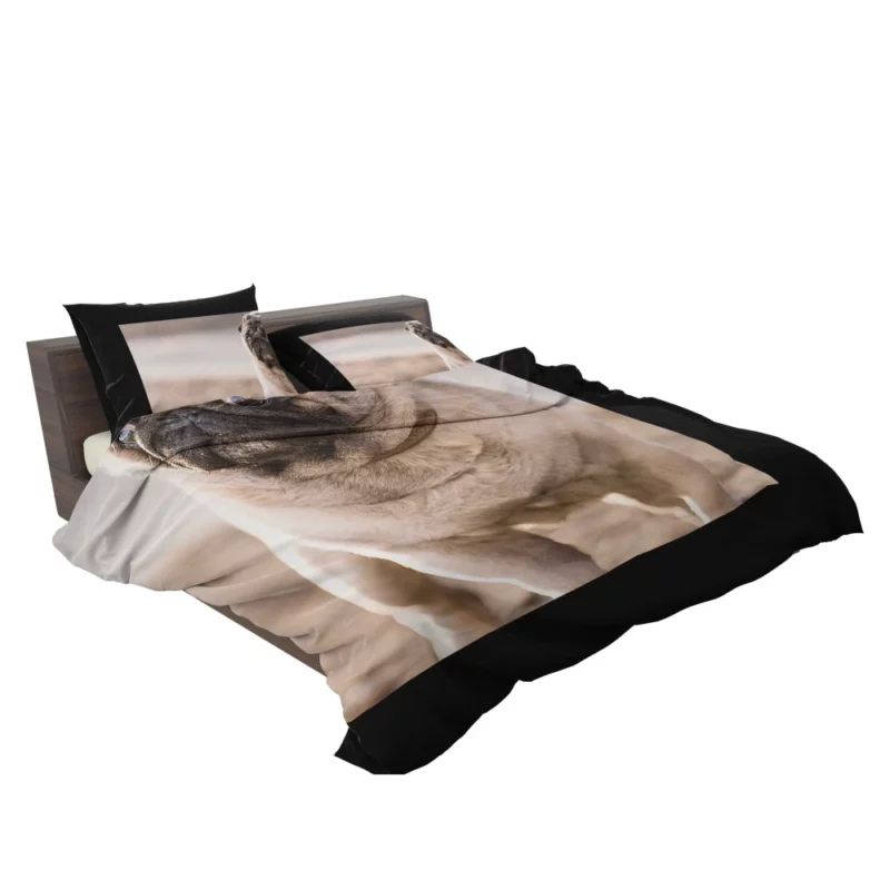 Pug Charm in Depth Bedding Set 2