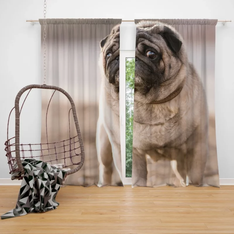 Pug Charm in Depth Curtain