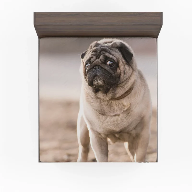 Pug Charm in Depth Fitted Sheet 1