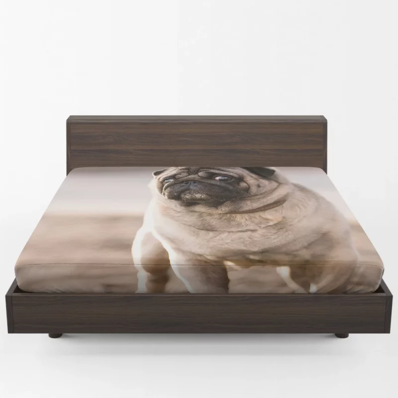 Pug Charm in Depth Fitted Sheet