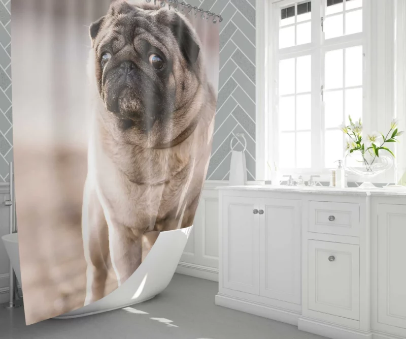 Pug Charm in Depth Shower Curtain 1