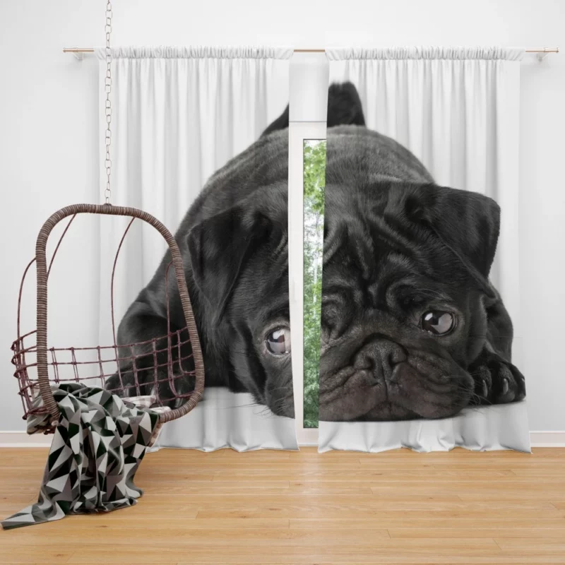 Pug Innocent Eyes Curtain