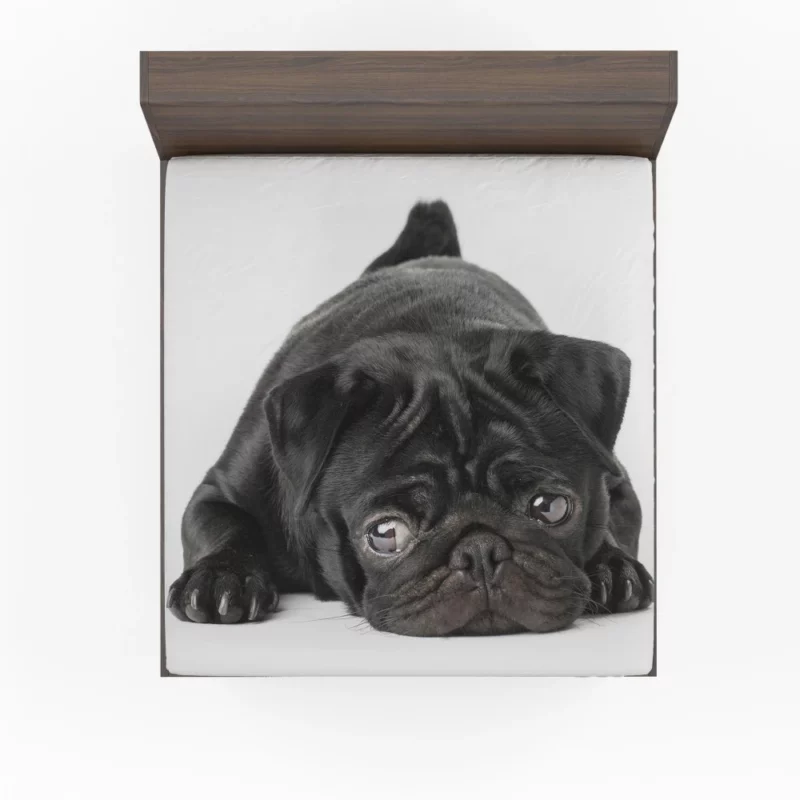 Pug Innocent Eyes Fitted Sheet 1