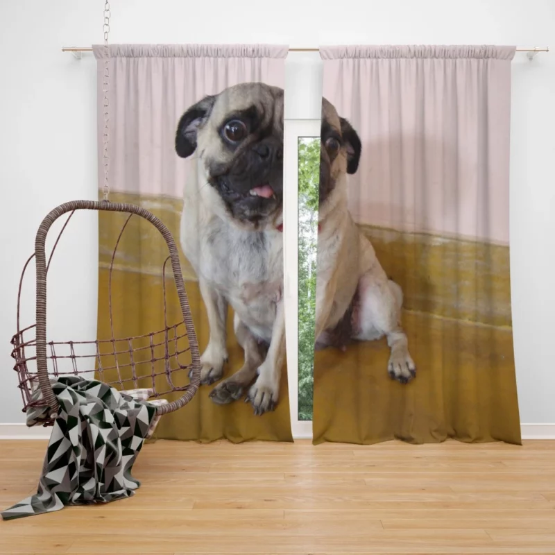 Pug Playful Adorable Dog Curtain