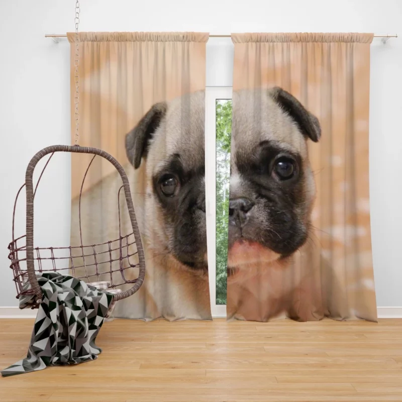 Pug Playful Charm Endearing Companion Curtain