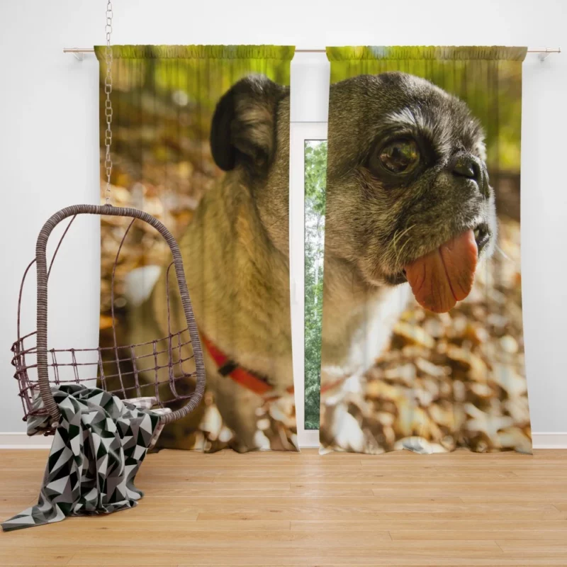 Pug Playful Dog Curtain