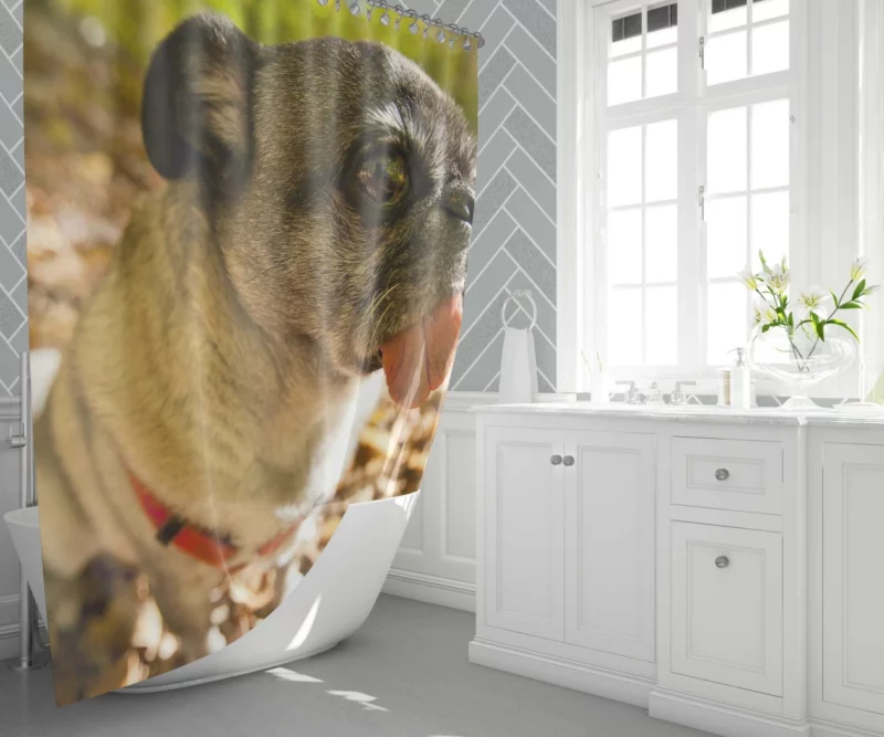 Pug Playful Dog Shower Curtain 1