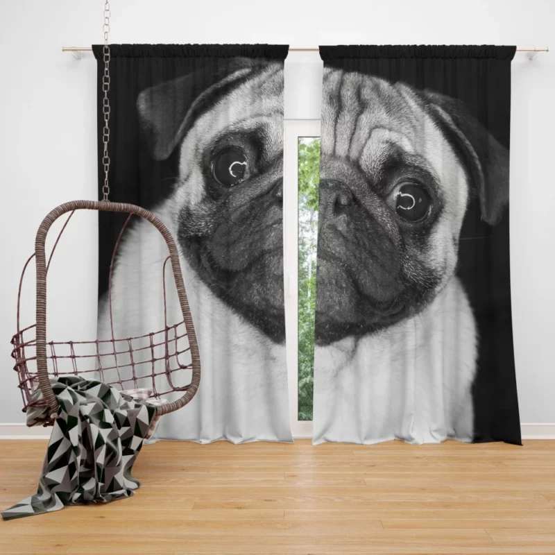 Pug Posing Perfection Playful Poses Curtain