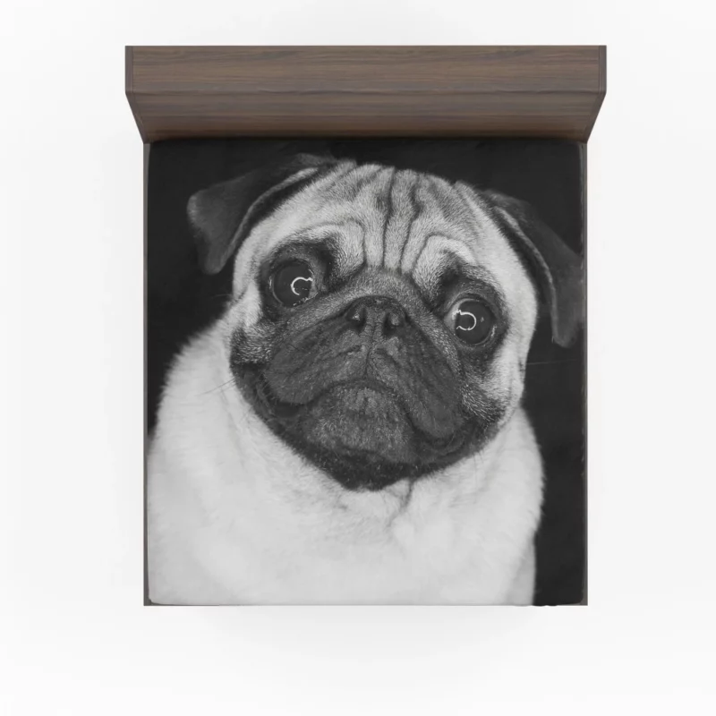 Pug Posing Perfection Playful Poses Fitted Sheet 1