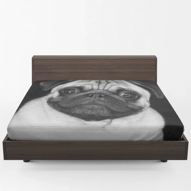 Pug Posing Perfection Playful Poses Fitted Sheet