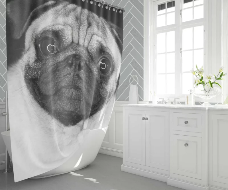 Pug Posing Perfection Playful Poses Shower Curtain 1